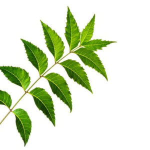 Neem Leaves