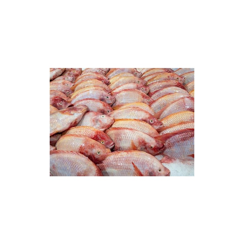 Fish Tilapia Red