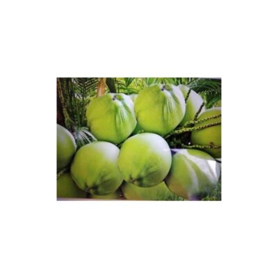 Green Coconut