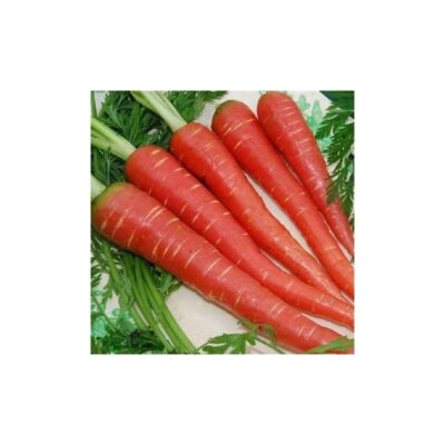 Indian Red Carrot