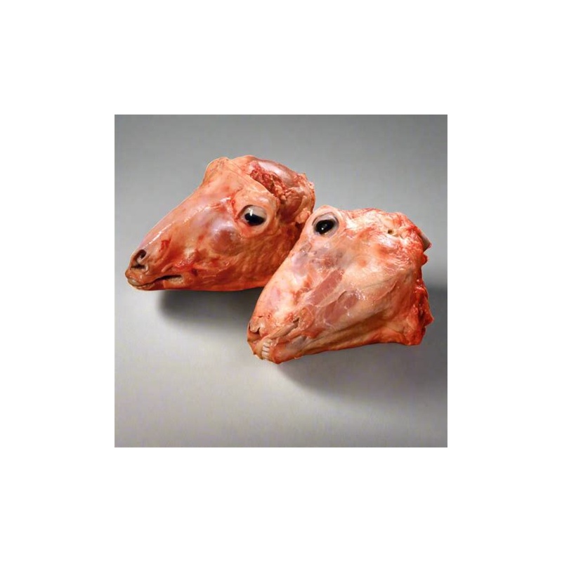 Lamb Head