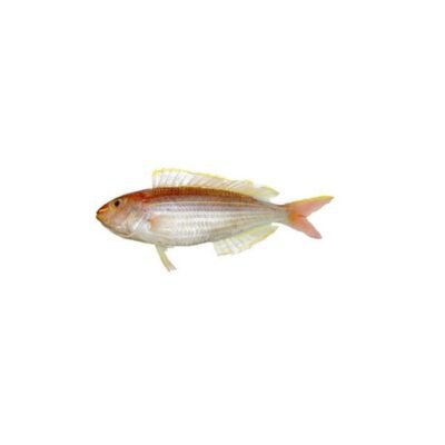 Meenu Japanese Threadfin Fish