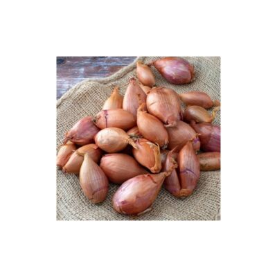 Shallot Onion